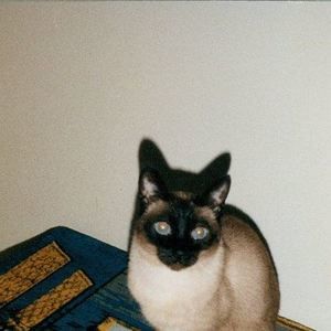 Meet your Posher, Debbie